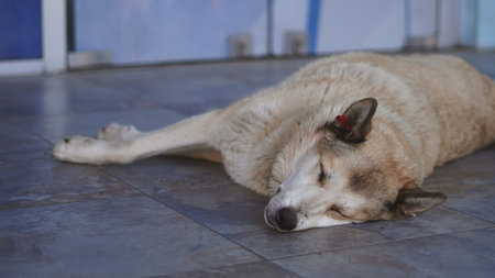 A large dog rests peacefully on a tiled floor in an indoor environment with soft lightingの写真素材