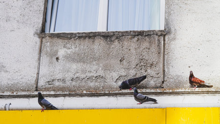 Four pigeons resting on a concrete wall beneath a window with yellow panelingの写真素材