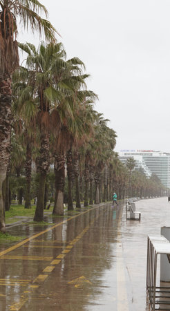 Palm trees and wet pavement along a promenade in an urban area on a rainy dayの写真素材