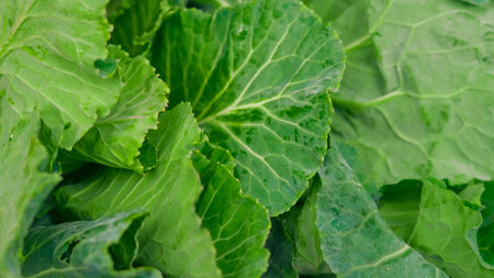 Close-up view of fresh green cabbage leaves with visible texture and vibrant colorの写真素材
