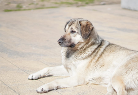 Dog resting on a wooden surface under sunlight, showcasing a relaxed and calm demeanor