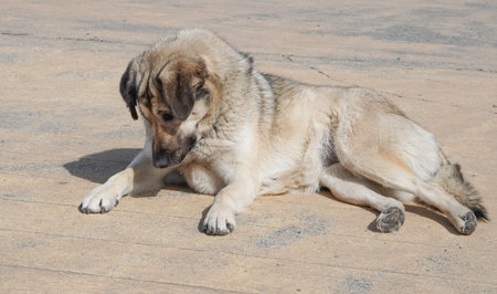 Medium-sized dog with light fur lying on sandy surface