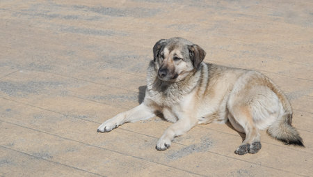 Medium-sized dog rests on surface under bright sunlight in outdoor area