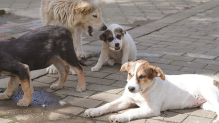 Four puppies and one adult dog interact on a sunlit cobblestone surface in a casual outdoor setting