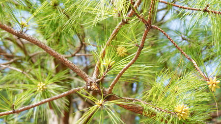 Detailed close-up of pine tree branches featuring green needles and young cones