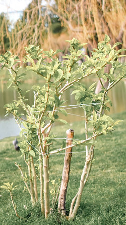 Lush green shrub with vibrant leaves growing near a tranquil pond surrounded by grass