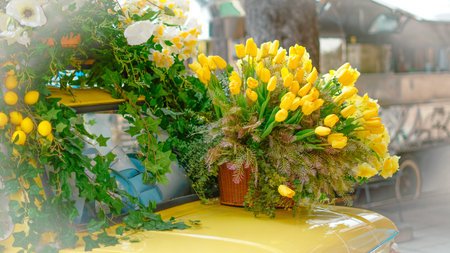 Bright yellow tulips and green foliage in a pot on the hood of a vintage car in a cityの写真素材