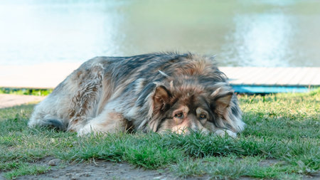 A large fluffy dog lies on green grass beside a tranquil lake under clear blue skies