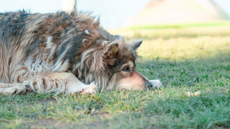 A dog rests on green grass in a park under sunlight with a blurred background