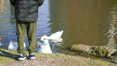 Young child in black jacket and green pants stands by a pond feeding ducks in a parkの写真素材