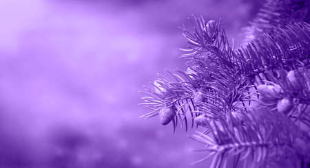 spruce branches under the sun's rays. Color very periの写真素材