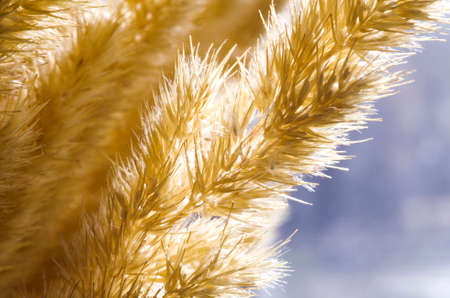 Vertical dry cane from pampas grass Cozy house with dried fluffy plants. Abstract decorの写真素材