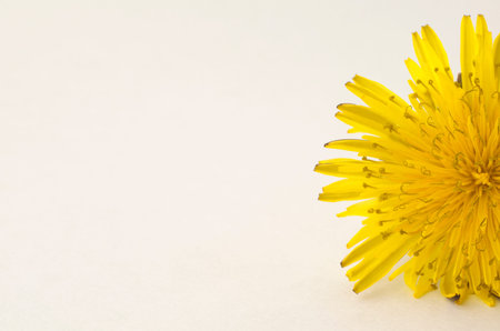 yellow dandelion on a light background