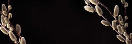 Willow branches on a black background. Bannerの写真素材