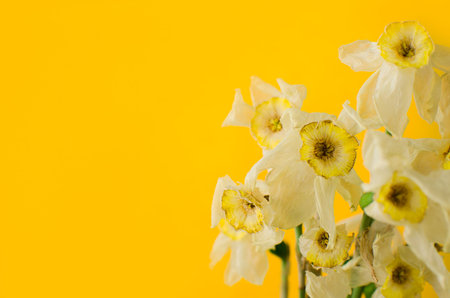dry narcissus on a yellow background