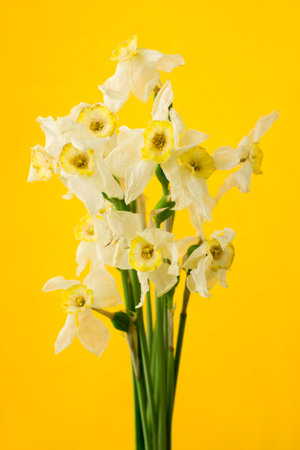 dry narcissus on a yellow backgroundの写真素材
