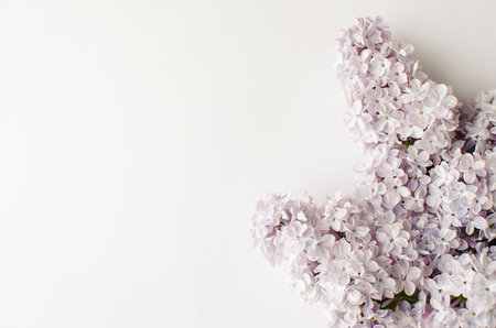 Purple-lilac lilac flowers on a light background. Natural backgroundの写真素材