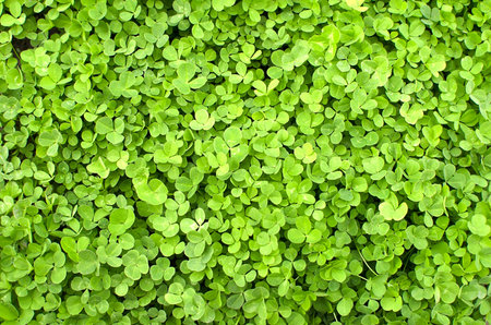 Clover lawn close-up. Natural background