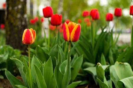 Blooming tulip in the parkの写真素材