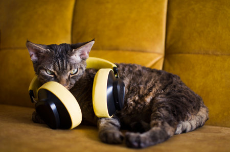 The cat is sitting on the couch, headphones are in the backgroundの写真素材