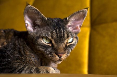 A domestic cat is lying on the sofa. Close-upの写真素材