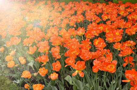 Blooming tulip in the parkの写真素材