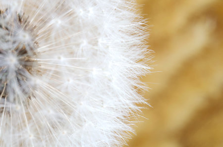Dandelion umbrellas close-up. soft focusの写真素材