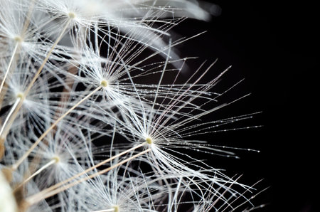 Dandelion umbrellas on a black background close-up. soft focus