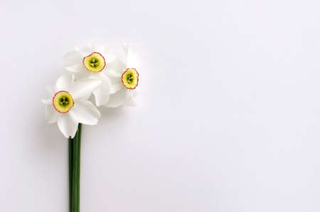 A bouquet of daffodils on a light backgroundの写真素材