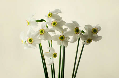 A bouquet of daffodils on a light backgroundの写真素材