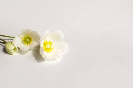 Three flowers lie on a light surface