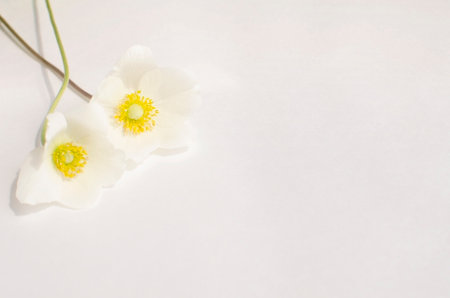 Two flowers lie on a light surfaceの写真素材