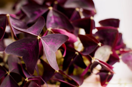 Oxalis triangularis. A small tropical flower.
