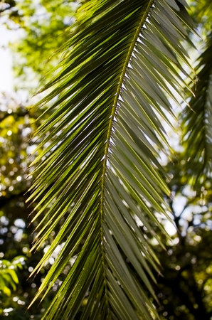 Old palm branch close-up. natural backgroundの写真素材
