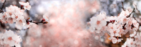 Flowering branches of the apricot treeの写真素材