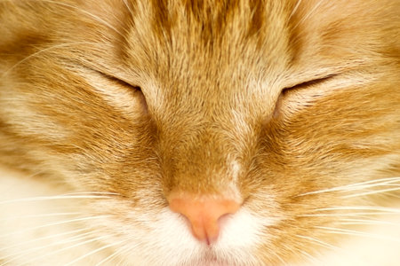 Portrait of a red cat close-upの写真素材