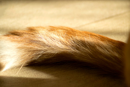 The tip of the tail of a red cat. The tail is a ring.の写真素材