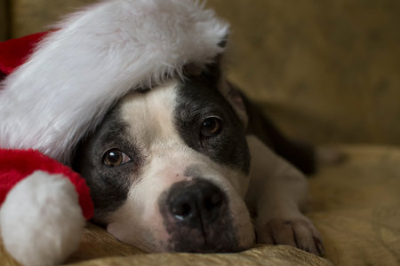 Portrait of a dog in a Santa Claus hat lying on a bedの写真素材