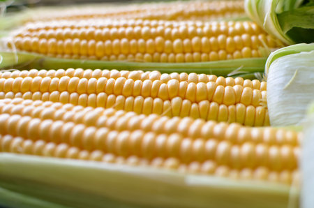 Open ears of ripe corn