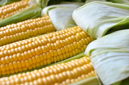 Open ears of ripe corn