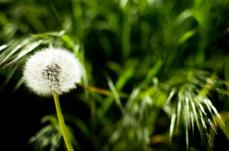 Dandelion on a green background of grass. Soft focus