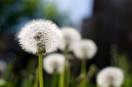 Dandelion on a green background of grass. Soft focusの写真素材