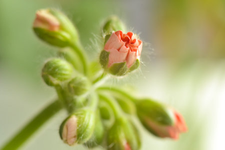 opening bud of red pelargonium, close-upの写真素材