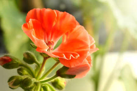 opening bud of red pelargonium, close-upの写真素材