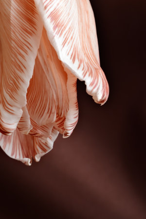 flower on a brown backgroundの写真素材