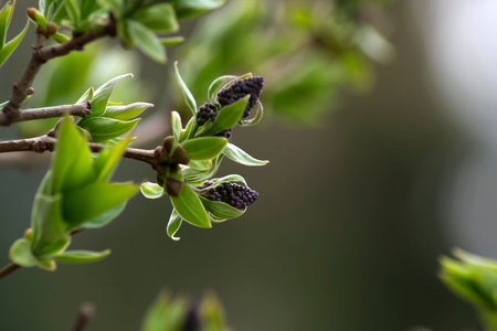 Blossoming buds of lilacs. macro photography