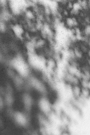 shadow of leaves on a light wall