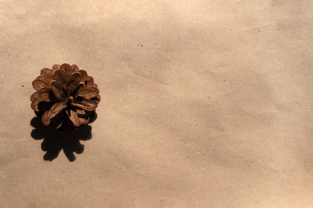 Fir cones cast a shadow on a brown background