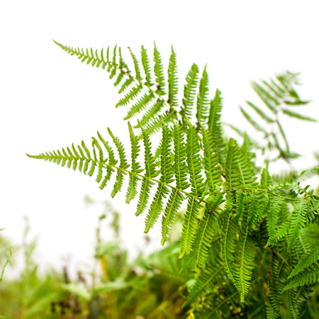 Green fern leaves isolated on white background.の写真素材