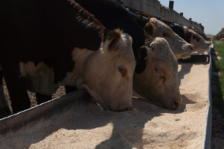 Dairy farm, feeding cows and bulls